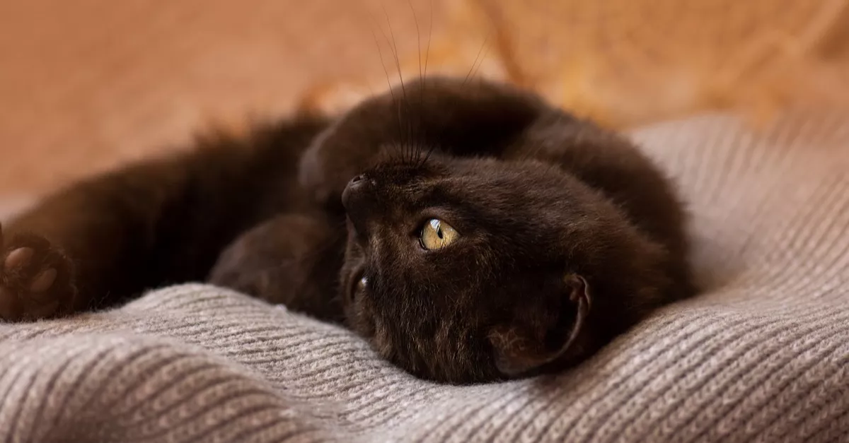 Egy furcsa macskát talált az otthonában a nő: egy dolog különösen meglepte - Videó