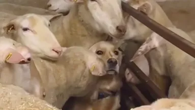 Birkának hiszi magát a golden retriever, aki egy farmon él - Videó