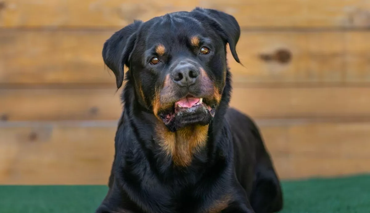 Három rottweiler marcangolt halálra egy 50 éves férfit