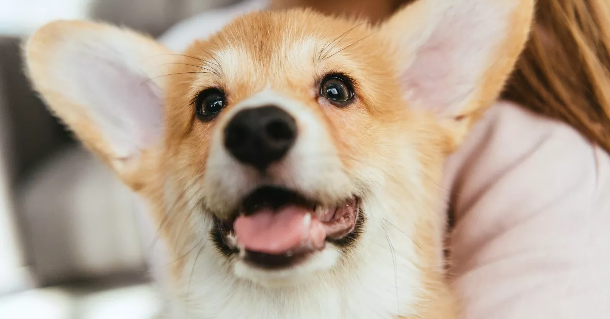 Bemutatták a babájukat Alexandráék a corginak: megríkatja a világot a felvétel - Videó