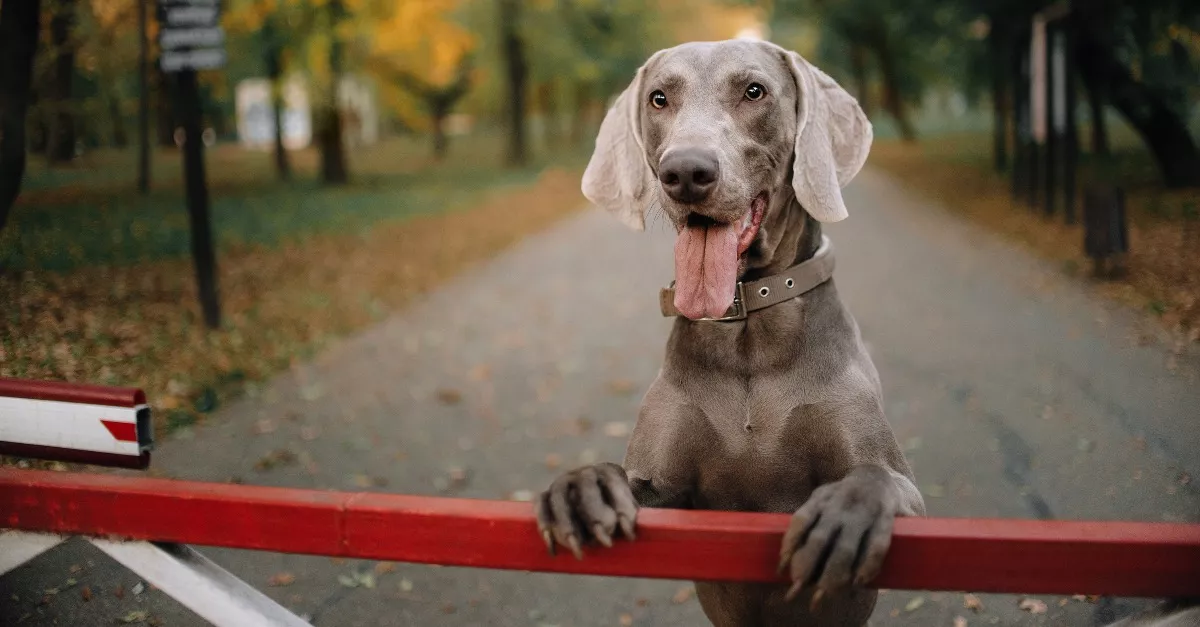 Sétálni ment a kutyájával a nő: egy hangos csattanás után a kutya holtan esett össze