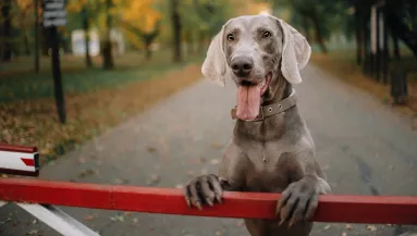 Sétálni ment a kutyájával a nő: egy hangos csattanás után a kutya holtan esett össze