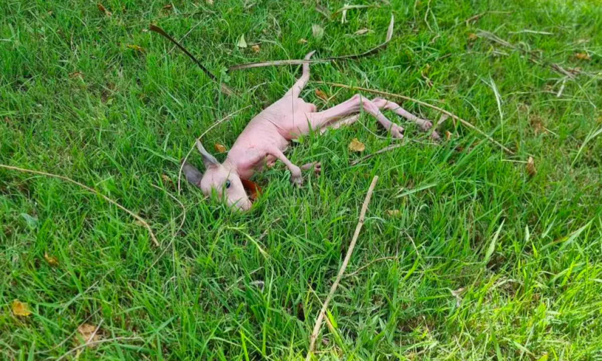 Félbeszakították a melót a munkások, amikor meglátták a meztelen kölyköt az udvaron - Fotók