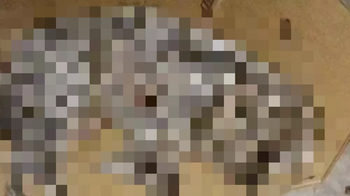 Egy szürke valamit fedezett fel a kocsija alatt a férfi: megszakadt a szíve, amikor rájött, mi az - Fotók