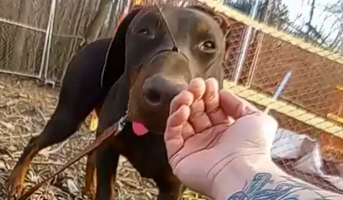 Hátrahagyta meghalni: ilyen kegyetlenül kínozta a dobermannt a gazdája - Fotók