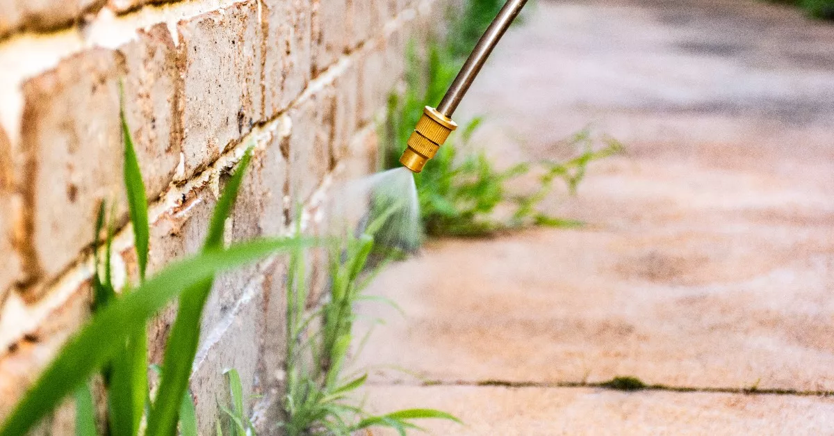 500 forint: soha nem lesz gazos és gyomos a kerted, ha ezt a filléres szert veted be