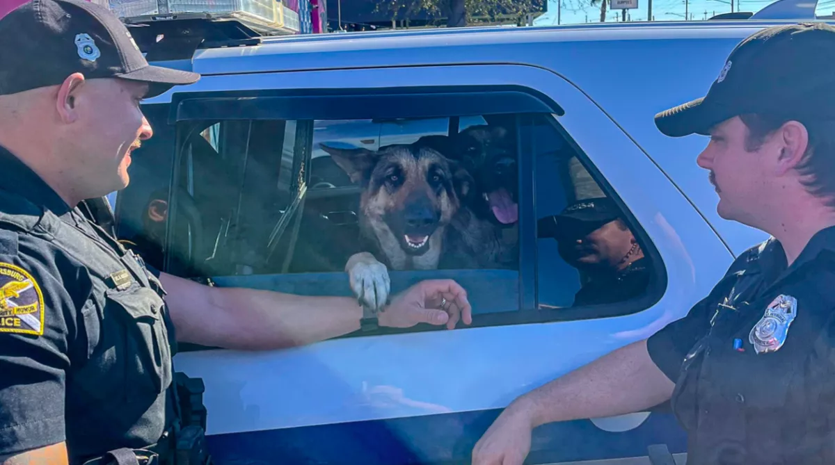 Bölcsibe vitte a gyerekét a nő: amikor visszatért, három juhászkutya ült a kocsijában - Fotók