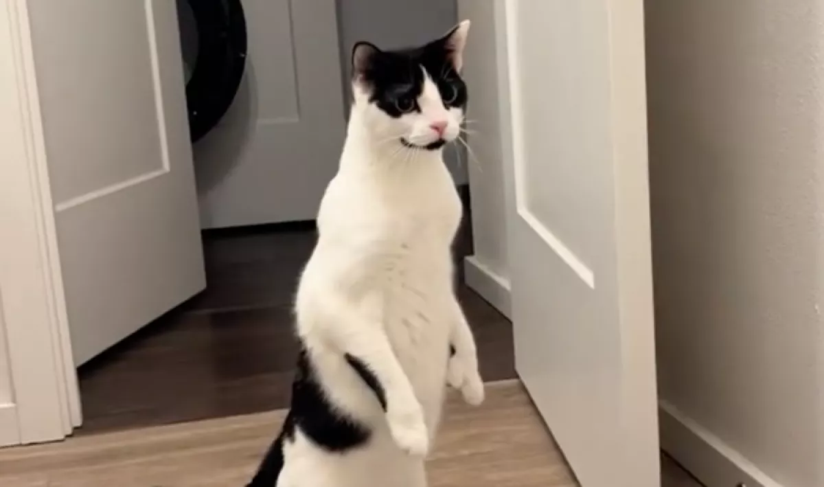 Befeküdt a nő a fürdőkádba: a macskája reakcióján milliók nevetnek - Videó