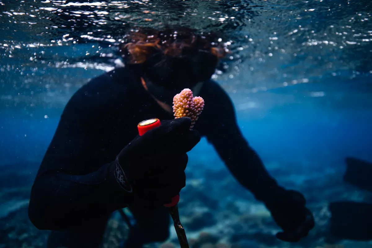 Horror a tengerből: miféle lény ez? - Videó