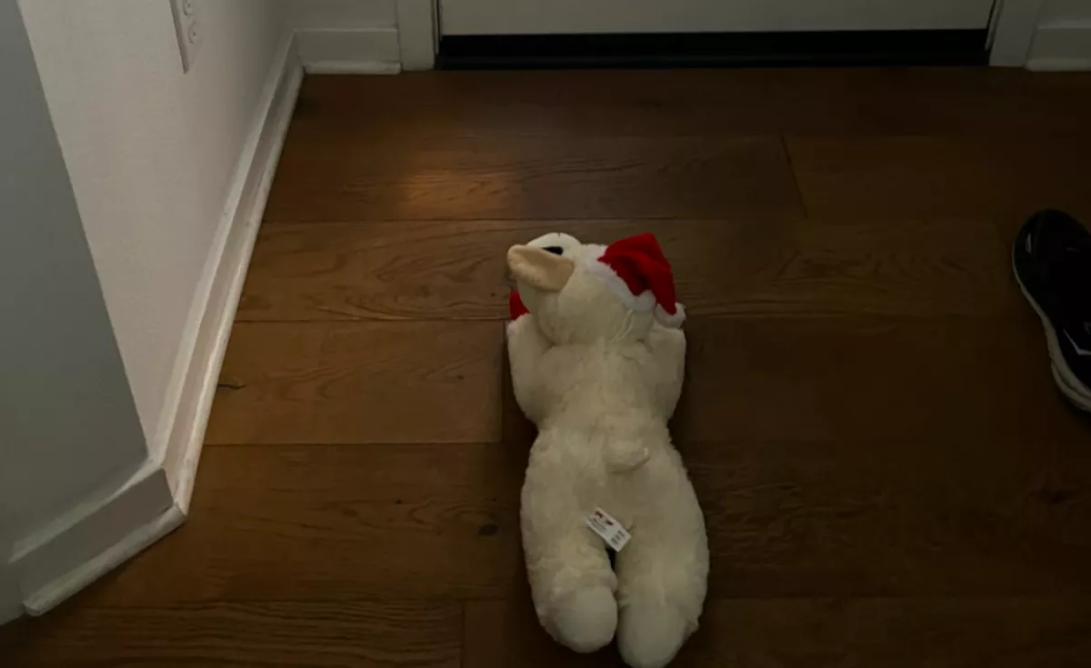 Minden nap kiteszi a husky az ajtó elé a plüssállatát: az ok szívszorító - Fotók