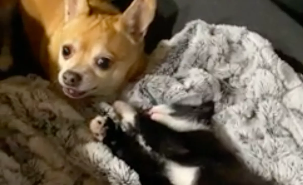 Bemutatta a nő az új macskáját a csivavának: amit ezután végignézett, szíven ütötte