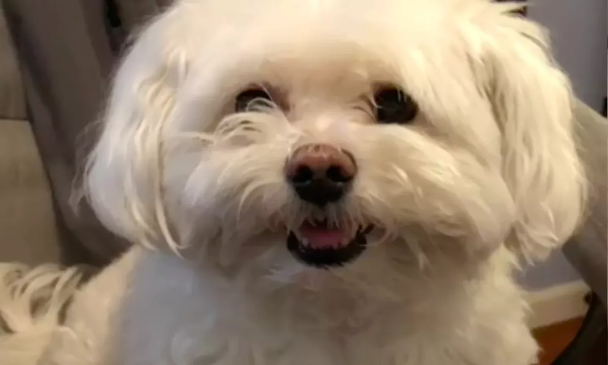 Kozmetikába vitte lánya kutyáját az apa: az eredményen csak a lány nem tud nevetni - Videó