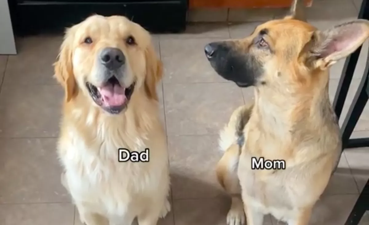 Német juhász és golden retriever a szülők: 11 ilyen különböző kölyök született - Videó