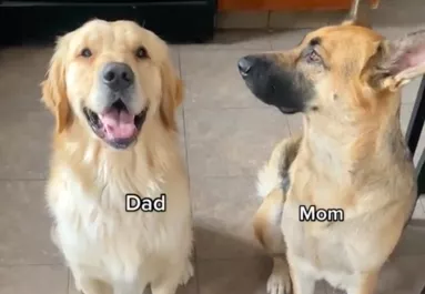 Német juhász és golden retriever a szülők: 11 ilyen különböző kölyök született - Videó