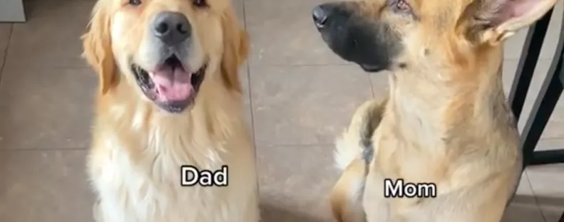 Német juhász és golden retriever a szülők: 11 ilyen különböző kölyök született - Videó