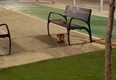 Azt hitte a nő, egy macskát filmez: aztán rájött az igazságra - Videó