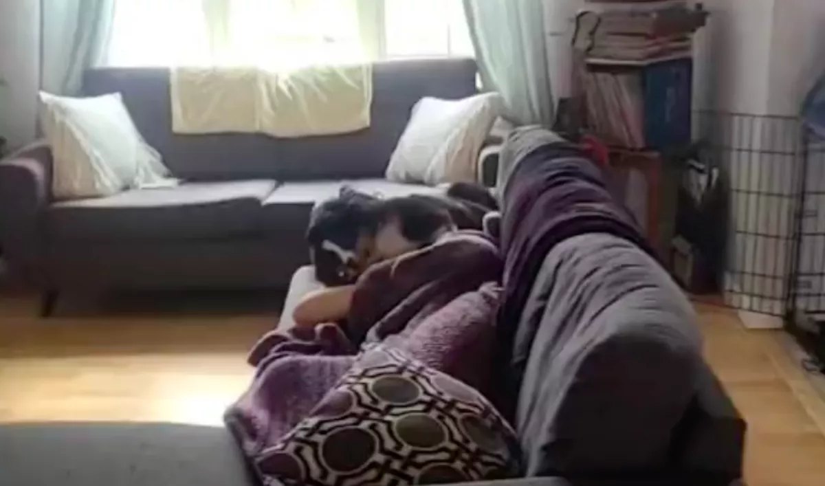 Szunyókálni akart a férfi:  amit a kutyusa ezután tesz, megolvasztja a szíveket - Videó