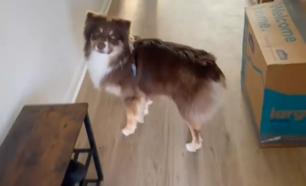 Több mint egy évig élt lakásban a kutya: így reagál az új, kertes házra - Videó