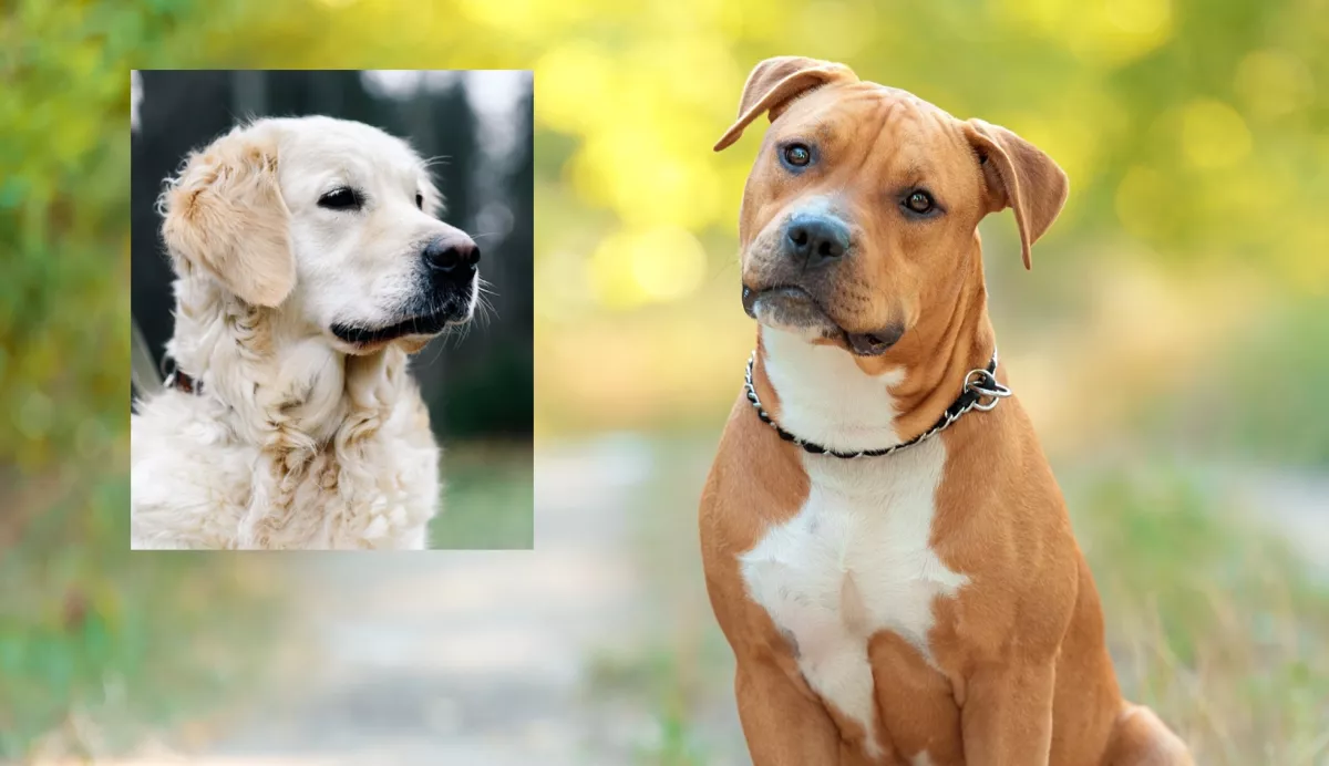 Pitbull és golden retriever a szülők: ez a kölyök született a szerelemből - Videó