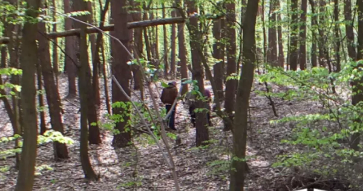 Sokkoló: 200-as szöget vert unokája kutyájának a fejébe egy 76 éves férfi - Fotó