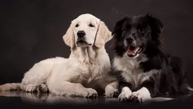 Border collie és golden retriever a szülők: így néznek ki a kölykök - Fotók
