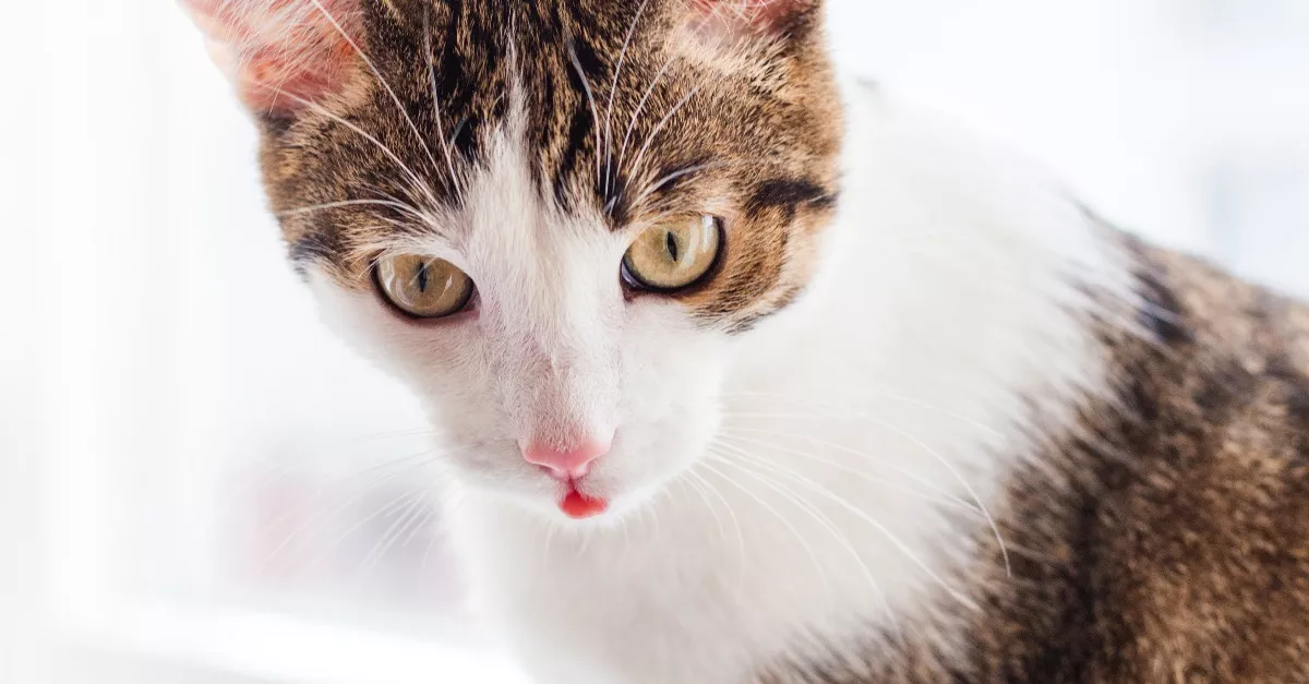 Örömmel vitte haza a megtalált macskáját a férfi: aztán jött a sokk - Videó