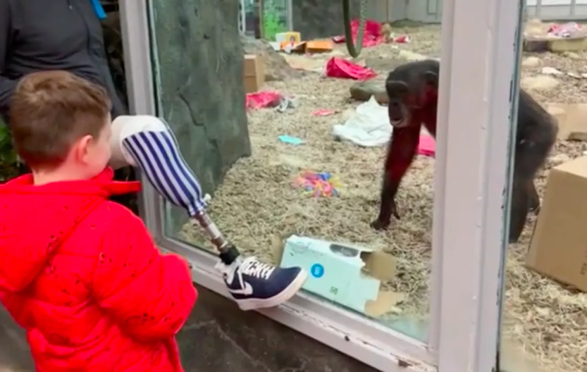 Megmutatta a majmoknak a lábprotézisét az állatkertben: a reakciójuk milliókat hoz lázba - Videó