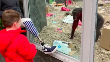 Megmutatta a majmoknak a lábprotézisét az állatkertben: a reakciójuk milliókat hoz lázba - Videó