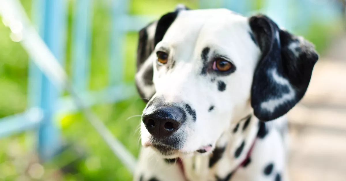 Dalmatának hiszi magát ez a lány - Kiderült, mit csinál a hálószobában - Fotók