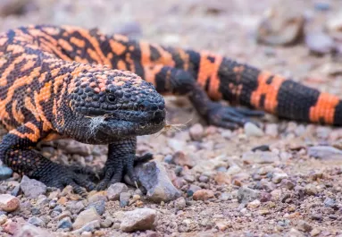 A terráriumi gyík odacsapott: a férfi kínok közt halt meg - Fotók