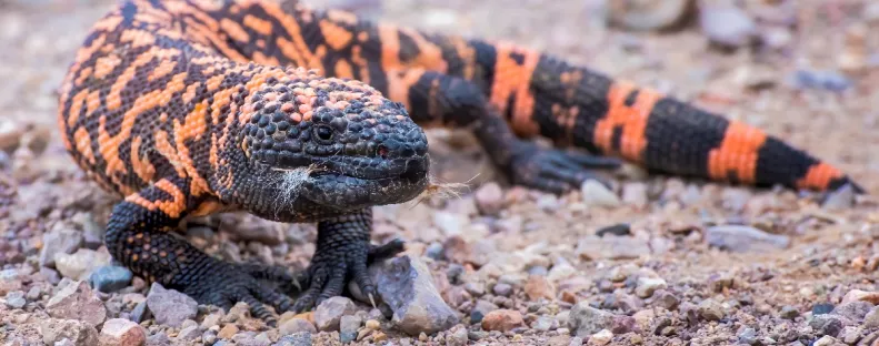 A terráriumi gyík odacsapott: a férfi kínok közt halt meg - Fotók