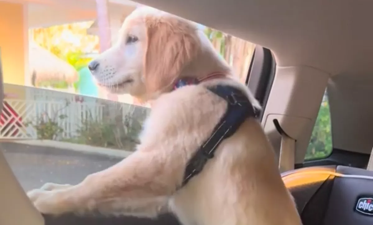 Az elsős kisfiúért ment a golden retriever kölyök az iskolába: megolvasztják a szíveket - Videó