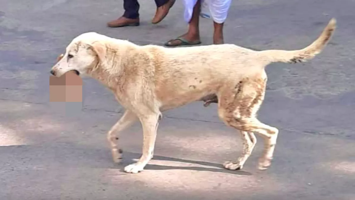 Sokkot kaptak a járókelők, mi volt a kutya szájában az utcán - Fotó