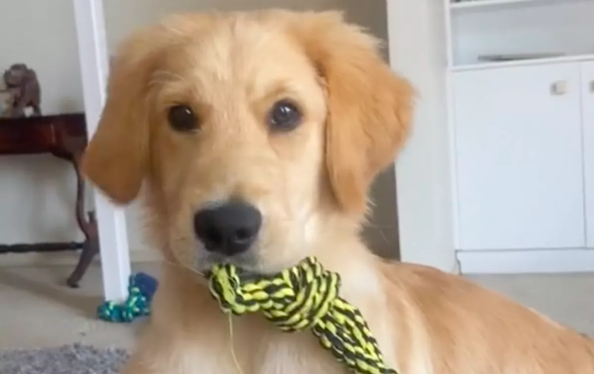 Benézett a kanapé mögé a nő és leesett az álla: a kutyája egy művészeti alkotással lepte meg - Videó