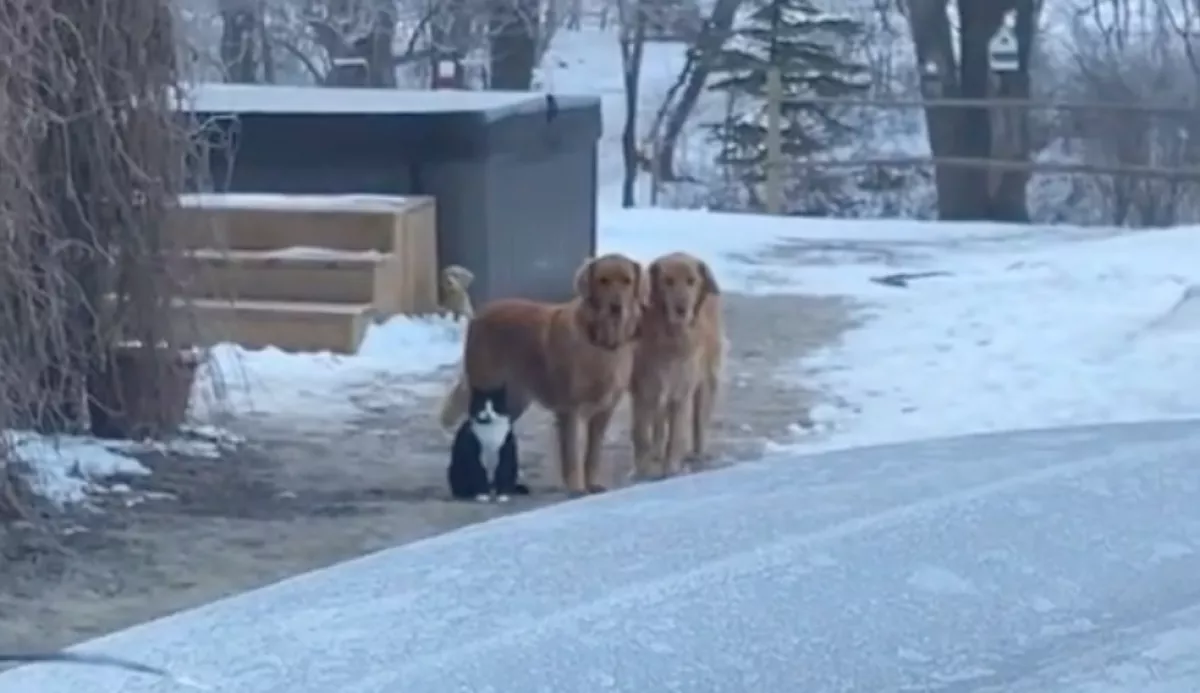 Munkába indult a nő: amikor meglátta, hogy reagálnak az állatai, könnyek szöktek a szemébe - Videó