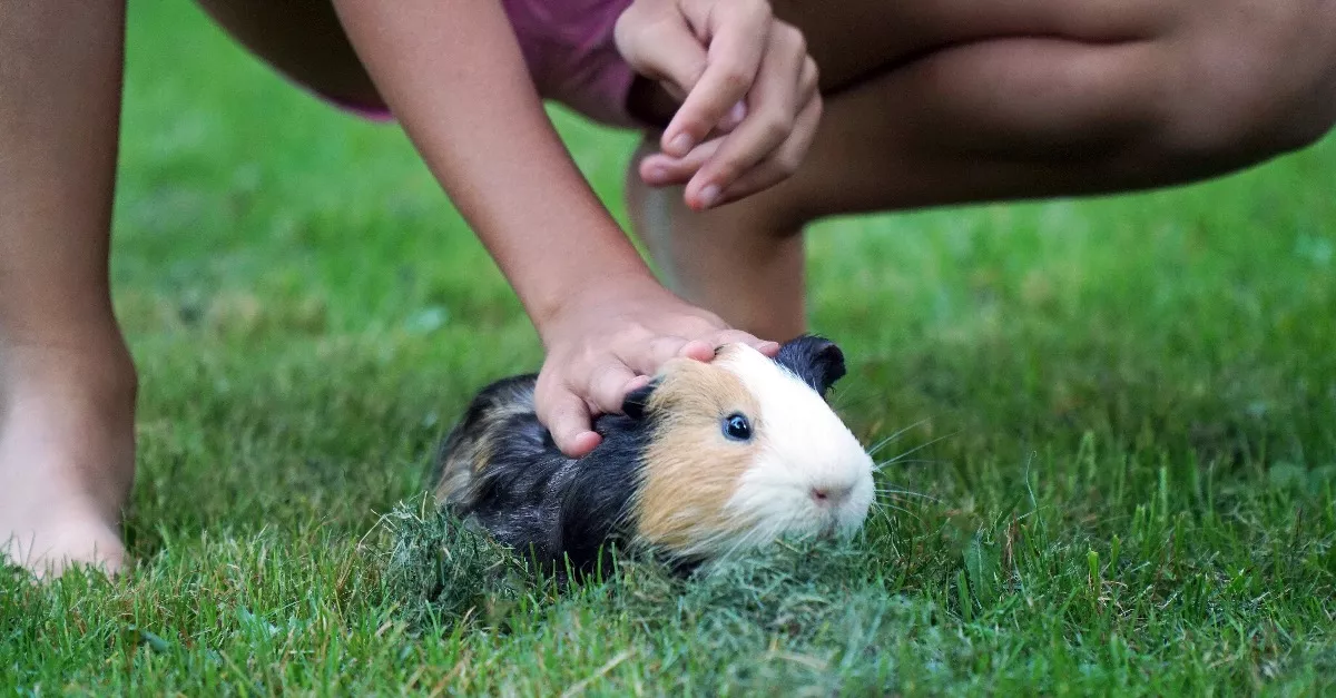 Mészárlás az állatsimogatóban: egy gyerek több nyulat, tengerimalacot megfojtott