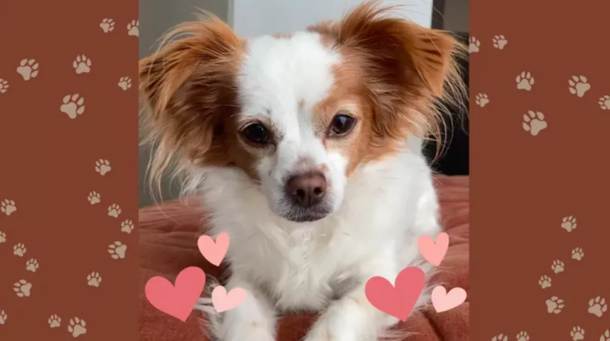 Megszökött az állatorvostól a kutyus: a gazdi néhány nap múlva SMS-ben kapott képeket