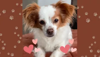 Megszökött az állatorvostól a kutyus: a gazdi néhány nap múlva SMS-ben kapott képeket