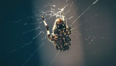 Megharapta Ivant egy mérges pók: aztán hátborzongató felfedezést tett - Fotó