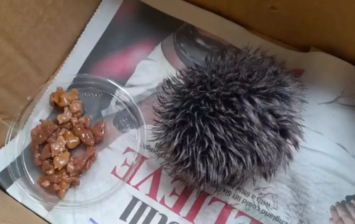 Azt hitte a nő, egy kölyök sündisznót talált: a valóság az orvosnál derült ki - Videó