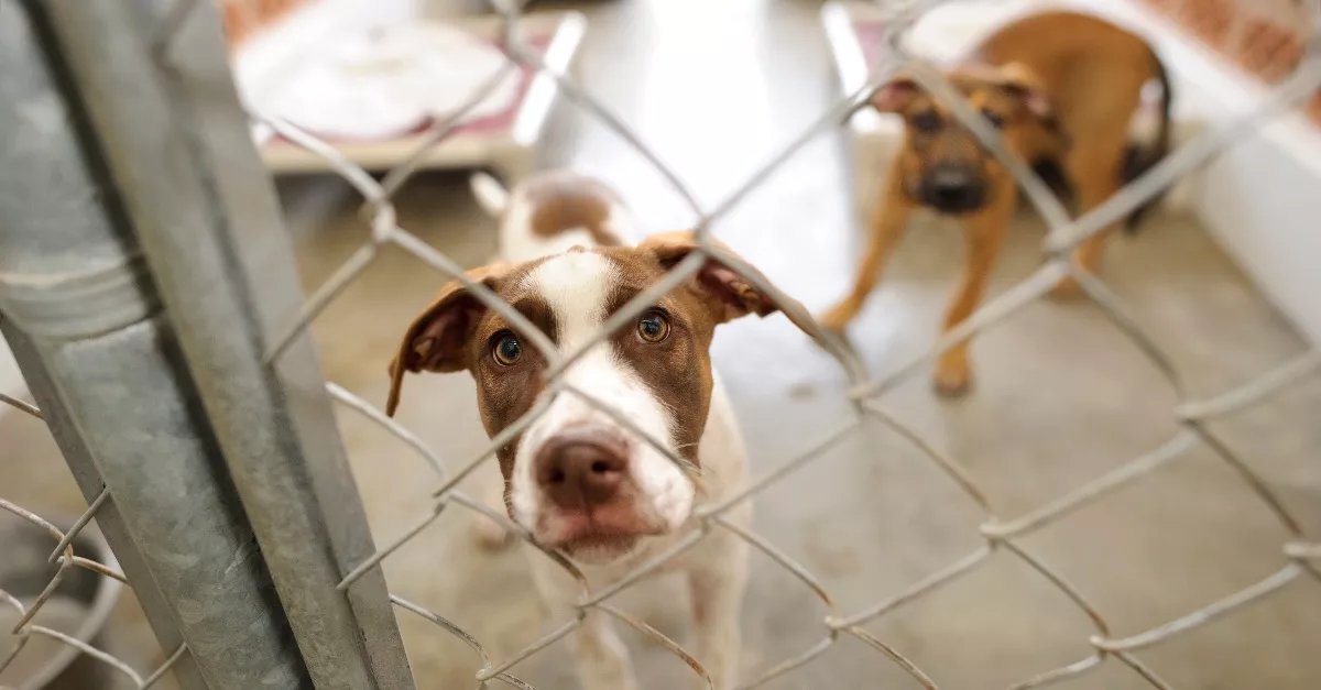 Úttörő újítást vezetett be a menhely: a kutyák reakcióján ámul a világ - Videó