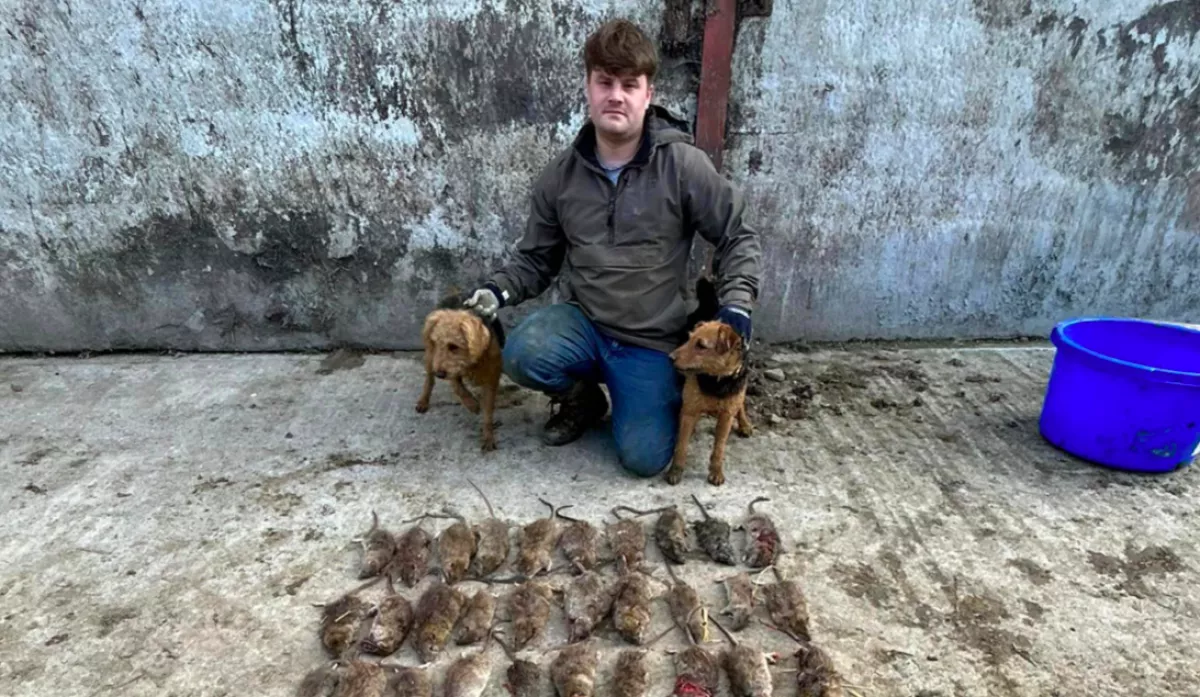 Valós veszély! Kutyánál nagyobb patkányokkal is találkozik a patkányvadász! - Fotók