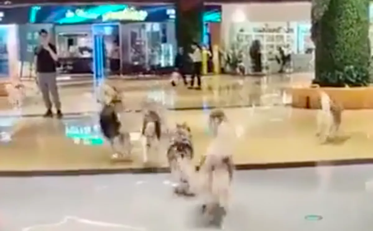 Döbbenetes videó: 100 husky rontott be a plázába, a vásárlókat is meglopták - Videó