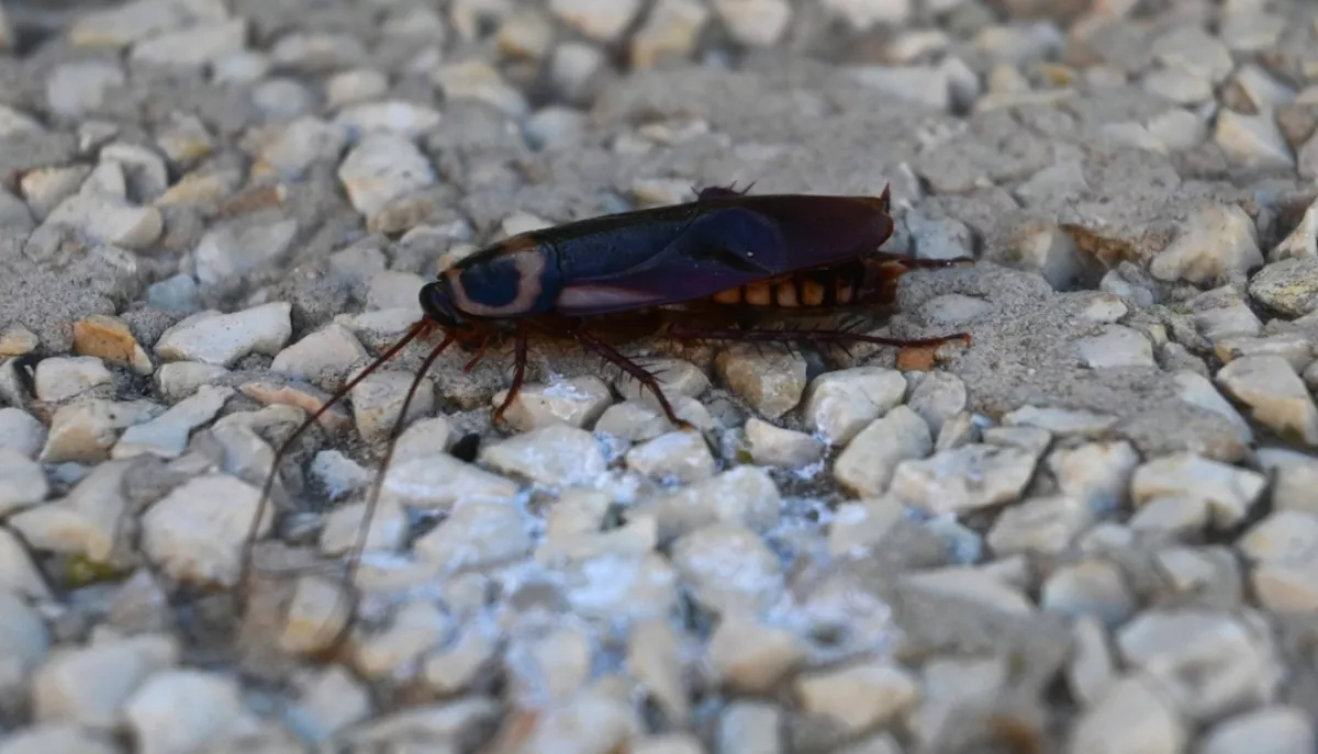 Undorító, milyen állatot talált egy nőgyógyász a páciensében