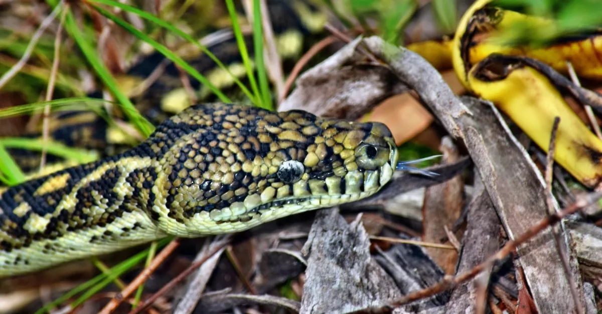 Óriáskígyót fotózott le a hazában a férfi: az embereknek egy részleten akad meg a szeme - Fotó