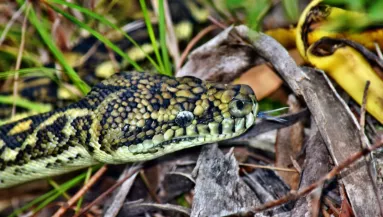Óriáskígyót fotózott le a hazában a férfi: az embereknek egy részleten akad meg a szeme - Fotó