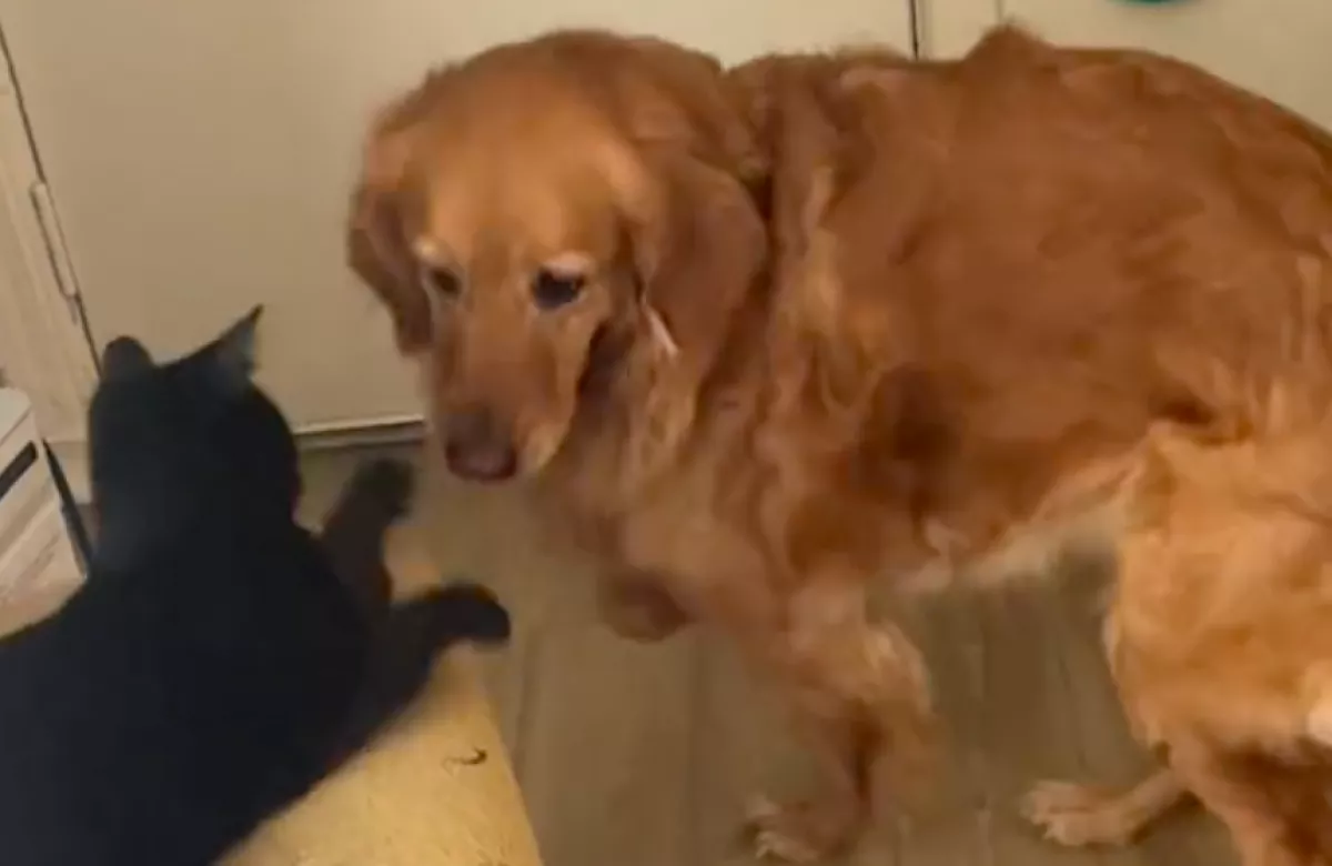 Masszőrt csinált a család macskájából a golden retriever: így használja ki, ha szüksége van rá - Videó