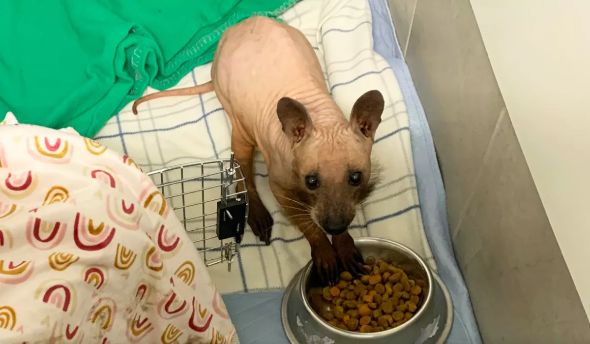 "Mi a fene ez?" - Egy titokzatos szőrtelen lény tűnt fel a nő kertjében: befogta - Fotók