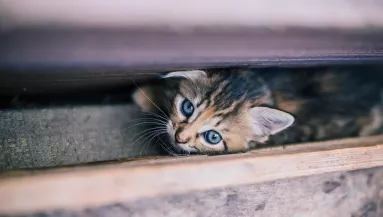 Megtalálod a macskát a képen? - 140-es IQ alatt esélyed sincs