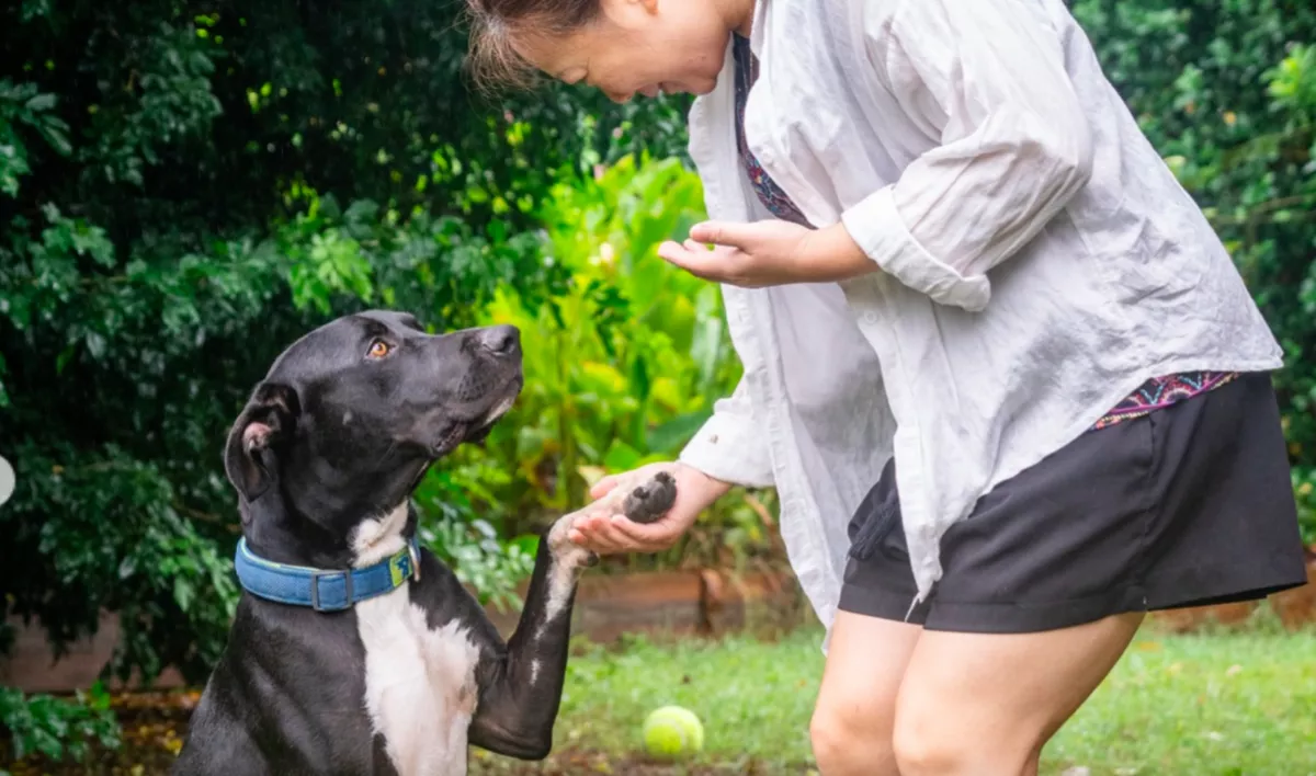 A nyakán egy cetlivel talált egy kutyát egy járókelő: amikor elolvasta, megszakadt a szíve - Fotók